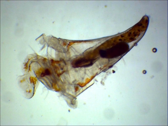 Cavolinia inflexa