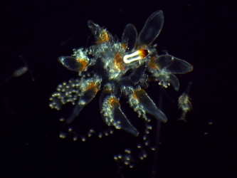 Siphonophore