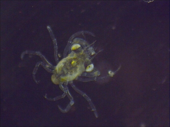 Mégalope de Crabe